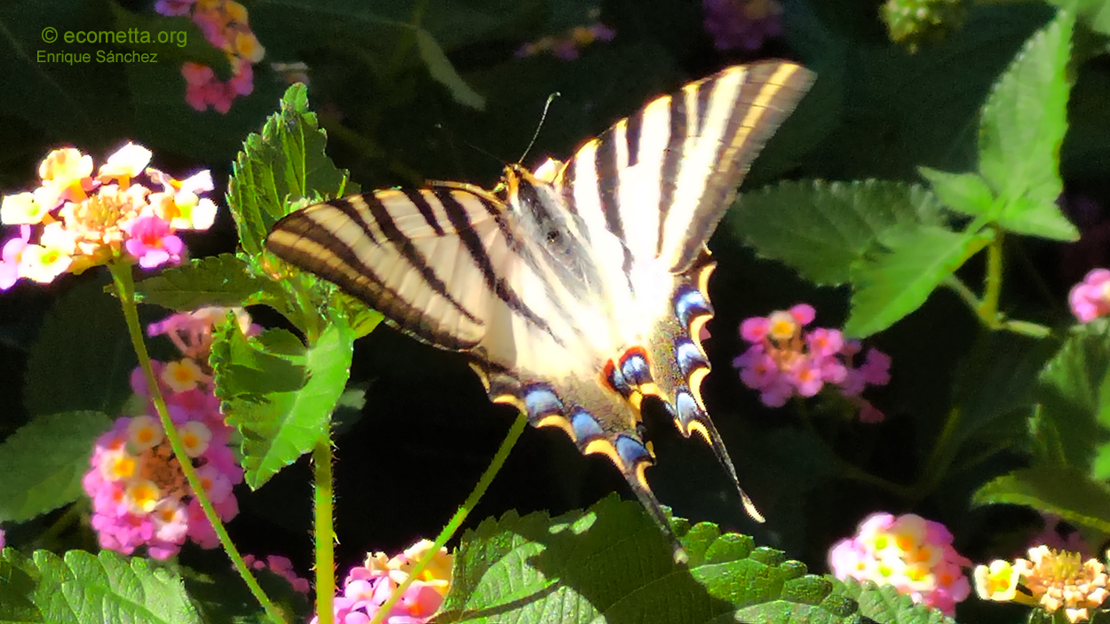 El otoo y la mariposa Podalirios