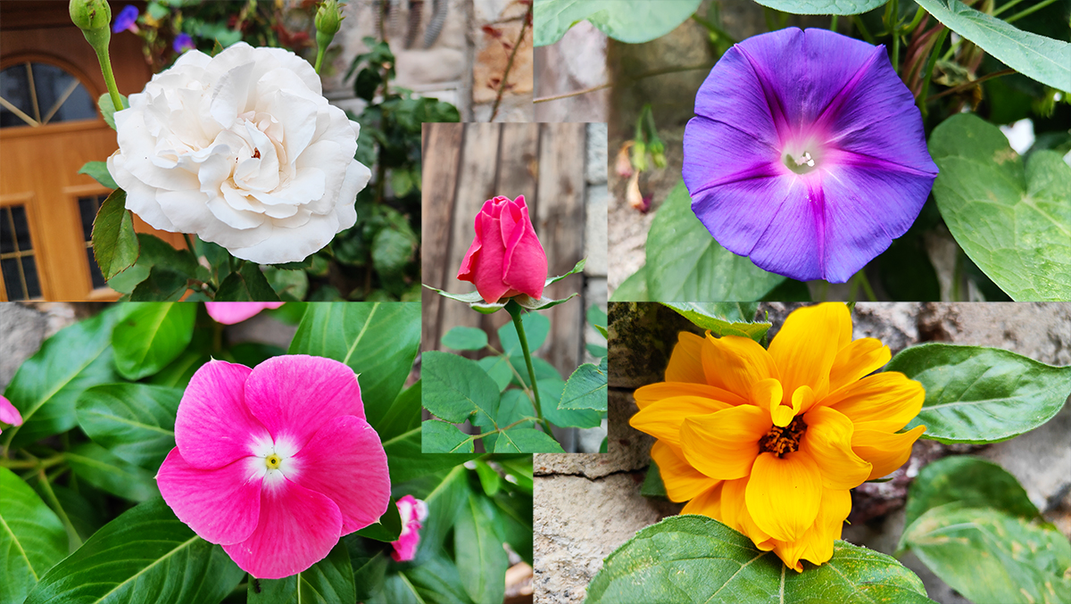 Los colores de las flores del verano