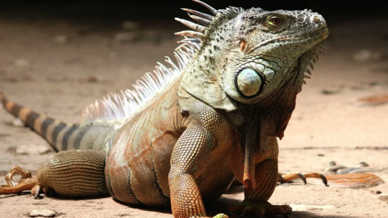 AnimalesExoticos-904x452