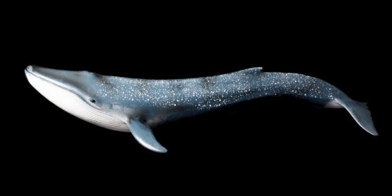 cetaceos-1_fefcde77_221212154932_1280x720